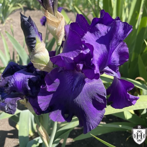 Iris germanica 'Rosalie Figge' - Aediiris 'Rosalie Figge'